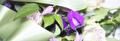 Paarse bloemen met een wit rouwlint